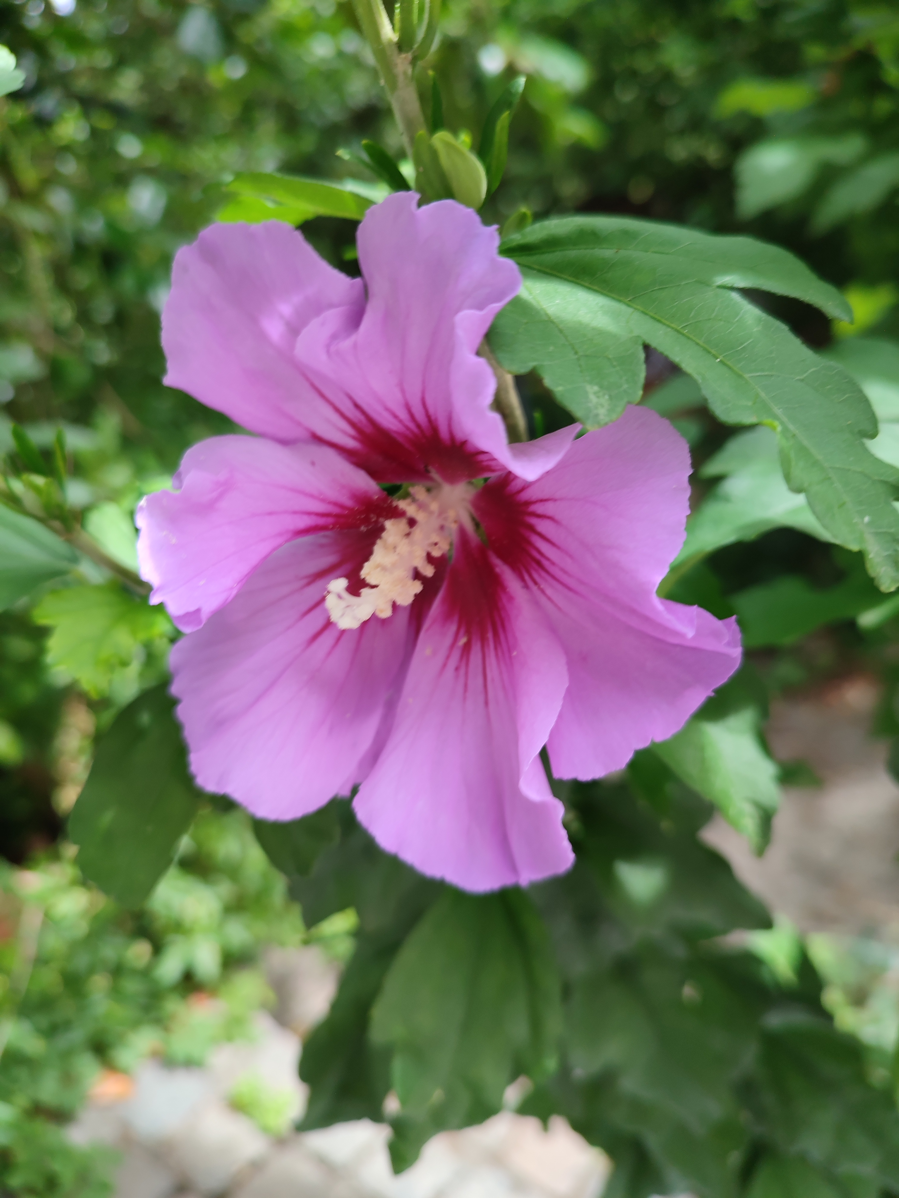 hibiscus